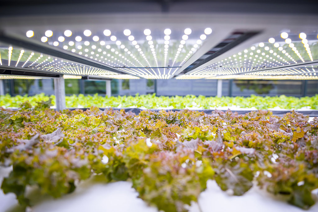 農業物聯網技術的農業種植環境監控系統設計與實現
